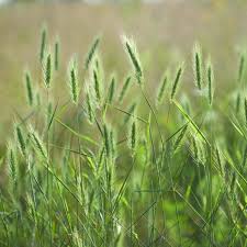 Image result for Vepris rogersii