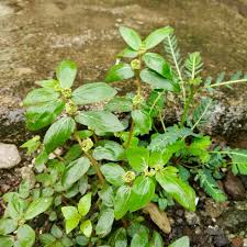 Image result for Euphorbia hirta