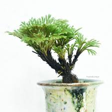 Image result for Selaginella tenerrima