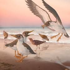 Image result for Pteris kivuensis