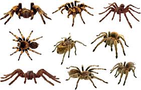 Download Spider Png Clipart 364 Free Transparent Png Images Icons And Clip Arts All png & cliparts images on nicepng are best quality. download spider png clipart 364 free