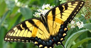 Black And White Striped Butterfly Identification Bars Butterflies And Skulls Swallowtail Butterfly Yellow Butterfly Tattoo Black Butterfly Tattoo