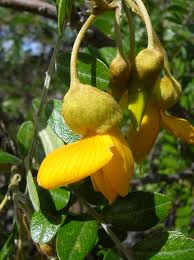 Image result for Sophora inhambanensis