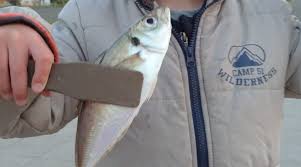 フィッシュトング（魚つかみ）は必要？選ぶ際のポイントとおすすめの商品も合わせて解説します