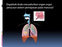 Maybe you would like to learn more about one of these? Biologi Sma Ma Kelas Xi Ppt Download
