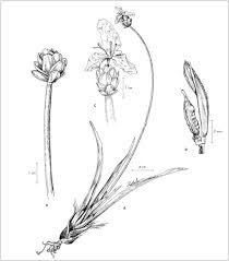 Image result for Xyris congensis