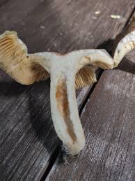 Image result for Lactarius mutabilis