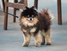 Taylor veterinary hospital is a 24 hour small animal emergency hospital and we are looking for a part time or full time registered veterinary technician or… Welcome To American Pet Hospital Gp Veterinarians