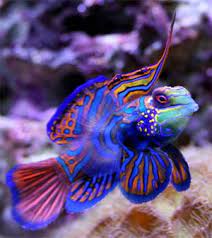 Bright Colors Photo Bright Colored Fish Mandarin Fish Marine Fish Cool Fish
