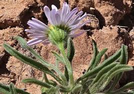 Image result for Erlangea remifolia