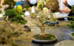 Shohin Workshop Enthusiasm Part One Con Imagenes Bonsais