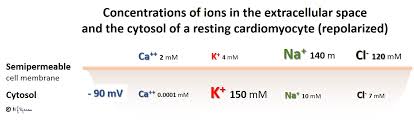 From The Action Potential To The Ecg