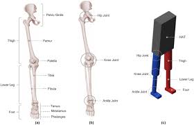 Let's work our way down this axis to learn about these structures and the bones that form them. Current Perspectives On The Biomechanical Modelling Of The Human Lower Limb A Systematic Review Springerlink