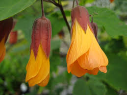 Image result for Abutilon