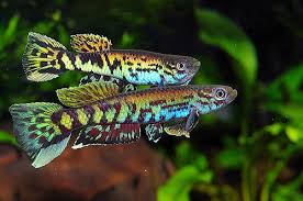 Aphyosemion I Tropical Fish Aquarium Fresh Water Fish Tank Freshwater Aquarium Fish