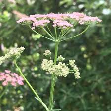 Image result for Pimpinella ledermannii