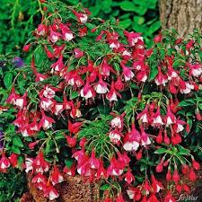 Bei kirschlorbeer ist unbedingt zu beachten, dass die verblühten blumen herausgeschnitten werden, damit es nicht zur fruchtbildung kommt. Winterharte Fuchsie Lady Thumb Von Garten Schluter Auf Blumen De Kaufen