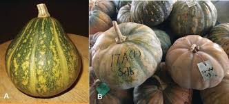 Image result for Cucurbita moschata