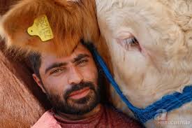 Çoban ve boğa birlikte uyudu Türkiye onları konuştu! Kral kurban için  satıldı! İşte Kral'ın fiyatı