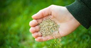 The Best Time To Plant Grass Seed Planting Grass Planting Grass Seed Best Grass Seed