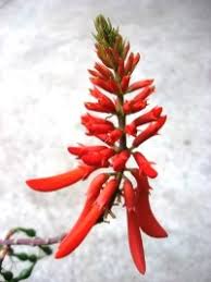 Image result for Erythrina livingstoniana