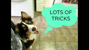 We did not find results for: Australian Shepherd Tricks 1 Year Old Black Tri Youtube