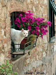 White Cat Checking The Outdoors Probably Looking For Birds Hayvan Hayvanlar Kediler Ve Yavrulari