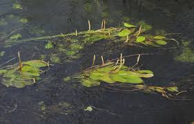 Image result for Potamogeton richardii