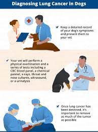 Symptoms will vary depending on where the cancer is. Lung Cancer In Dogs Causes Signs Treatment Canna Pet