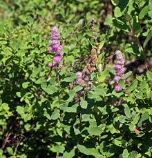Image result for Spiraea douglasii