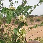 Image result for Holarrhena floribunda