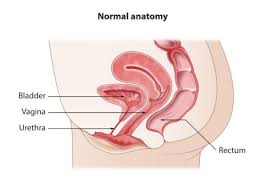 Image result for Rectal prolapse