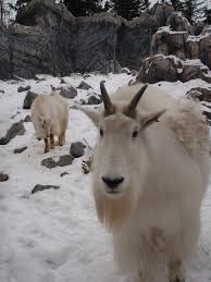 There S A New Kid In Town And His Name Is Yukon We Are Pleased To Announce That There Is Literally A New Kid In Tow Yukon Wildlife Wildlife Wildlife Preserve