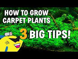 12 Best Low Light Aquarium Carpet Plants For Beginners Easy Growing Planted Aquarium Best Aquarium Filter Aquarium