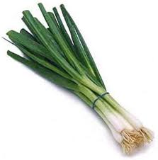 oignon cebette