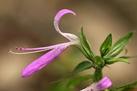 Image result for Dicliptera hensii
