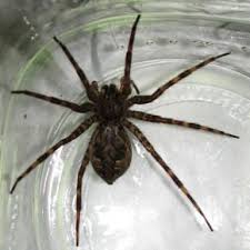 Big Black And White Spider Texas Large Missouri Spiders Google Search Large Spiders Spider Missouri