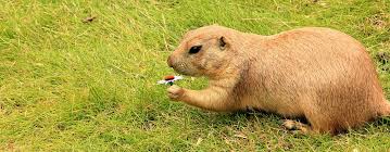 Don't waste your time using other products like sonic repellents. Gopher Facts