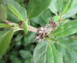 Image result for Zaleya