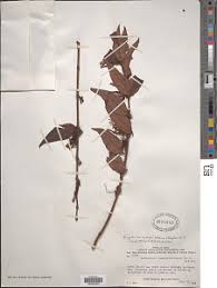 Image result for Agelanthus zizyphifolius