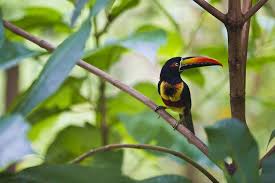 5.0 out of 5 stars very well done. 23 Pictures Of Wonderful Animals You Ll Find In Costa Rica