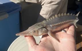 It's a large fish so should be easy to. Lake Sturgeons The Oldest And Largest Native Fish Species In North America S Great Lakes Appear In The Fossil Record More Than 200 Million Years Ago The Juvenile In The Photo May Grow