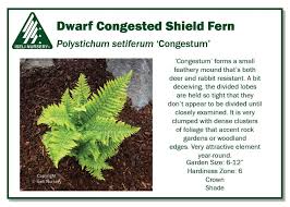 Image result for Polystichum
