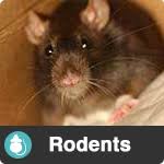 This list will help you pick the right pro exterminator in grass valley, ca. Economy Pest Control