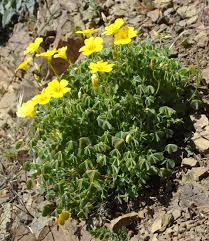 Image result for Oxalis oligotricha