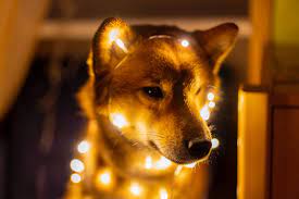 Elon musk is not a day trader that he will invest in dogecoin. Elon Musk Says Something On Dogecoin Will Definitely Feature In His Snl Episode Tesla Motors Tsla Benzinga