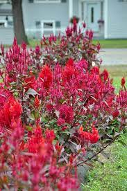 Apple, peaches, blueberrys and raspberrys in season, pick your own, fresh fruit baskets,. Pick Your Own Flower Farm A Real Summer Delight Ellington Ct Patch