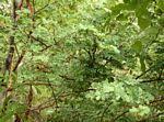 Image result for Acacia welwitschii