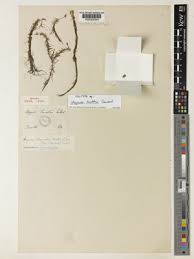 Image result for Mayaca baumii