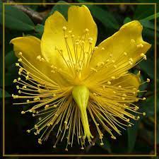 Pin On Beaded Flowers